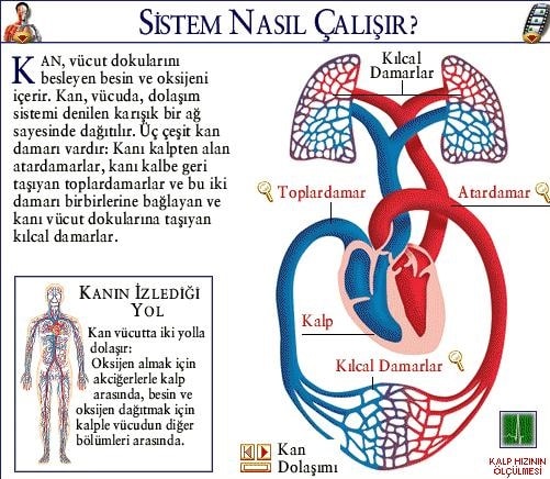Kan Dolaşımı Şeması