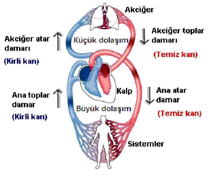 Kan Dolaşımı